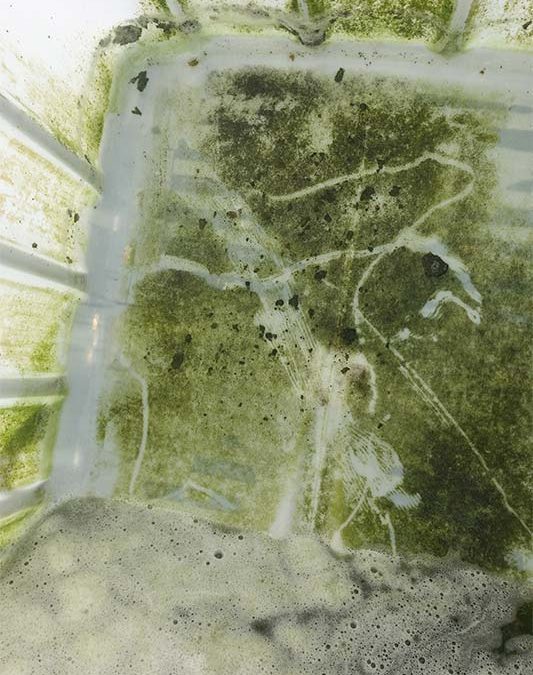 ?Algae in water - what is green water